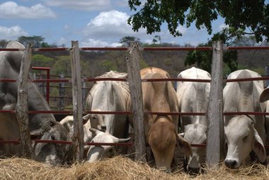 Çiftlikteki inekler kırsal Brezilya 'da