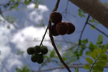 Ağaçtaki yeşil zeytinler