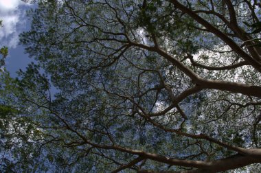 Ormanın güzel manzarası