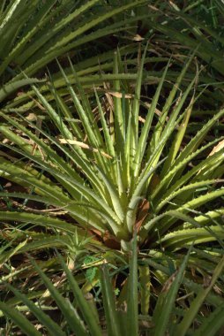 yeşil bitki, bitki ve fauna