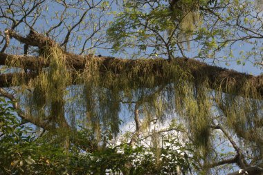 Ağaç dalları, doğa bitki örtüsü.