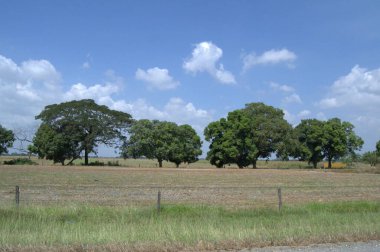 Ormanın güzel manzarası