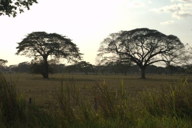 Parktaki büyük ağaç.