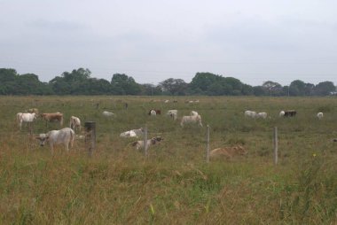 İnekler tarlada otluyor.