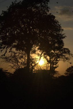 Gün batımında bir ağacın silueti