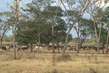 Tarlada bir inek sürüsü