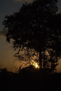 Akşamları bir ağacın silueti