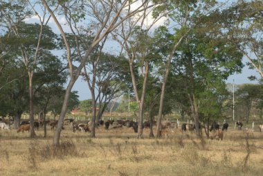 Brezilya 'nın kırsalında inekler