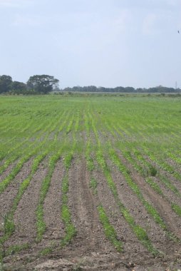 Tarlada yeşil mısır tarlası