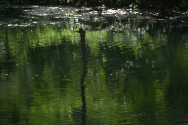 Ormanda yeşil yosun