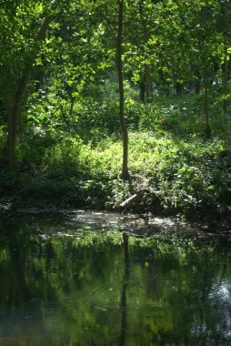 Orman nehrinin güzel manzarası