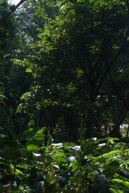 Ormanın güzel manzarası