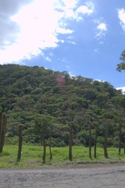 Ormanın güzel manzarası