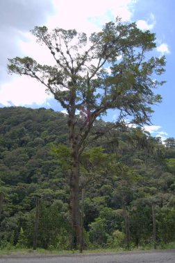 Büyük yeşil bir arka planı olan yeşil bir ağacın dikey görüntüsü.