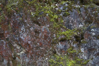 Kayaların üzerinde yosun