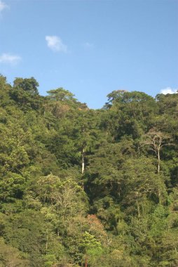 Ormanda yeşil ağaçlar