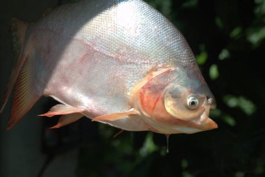 Beyaz ve siyah balığa yaklaş.