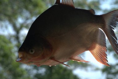 Akvaryumda kırmızı sazan balığı