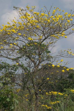 Güzel botanik fotoğrafı, doğal duvar kağıdı.