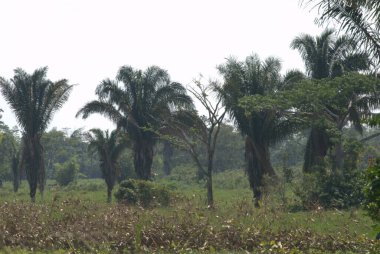 Doğanın güzel manzarası