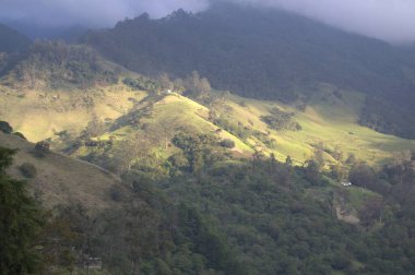 Sabah dağın güzel doğası. Arkasında yeşil çimenler ve orman var.