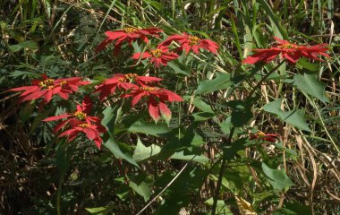 Bahçedeki güzel kırmızı çiçekler