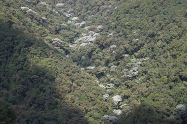 Ormanın güzel manzarası