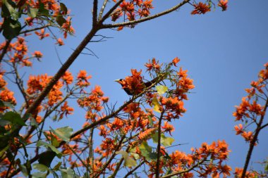 Güzel botanik fotoğrafı, doğal duvar kağıdı.