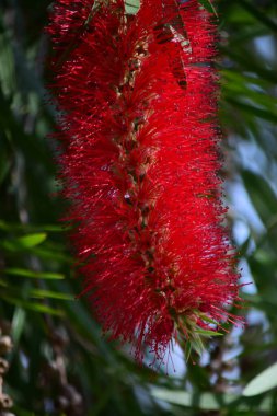 Bahçedeki ağacın kırmızı çiçekleri