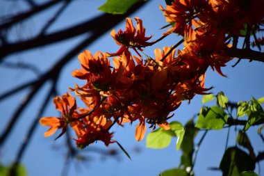 Güzel botanik fotoğrafı, doğal duvar kağıdı.