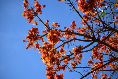 Güzel sonbahar yaprakları, sonbahar çiçekleri