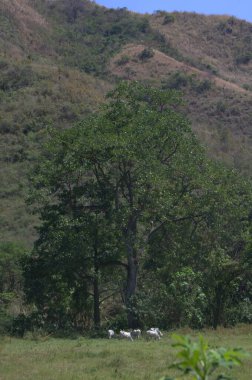 Doğanın güzel manzarası