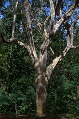 Ormanda büyük bir ağaç