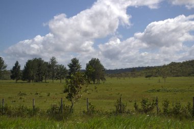 Ağaçlı ve bulutlu yeşil alan
