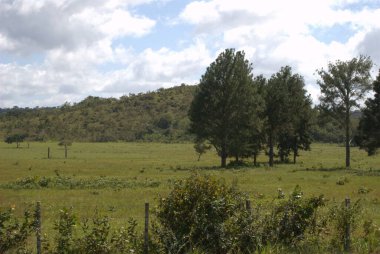 Ormanda yeşil ağaçlar ve çimenler olan güzel bir manzara.