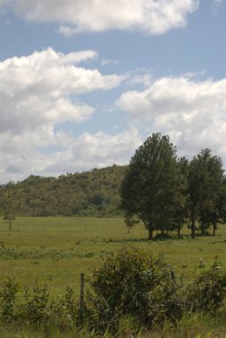 Yeşil çimenli ve ağaçlı manzara
