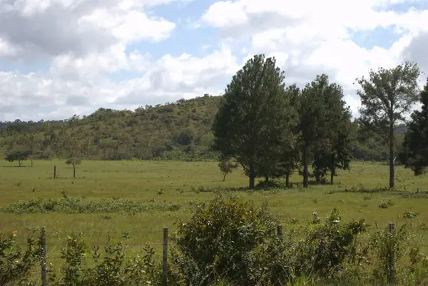 Ormanda yeşil ağaçlar ve çimenler olan güzel bir manzara.
