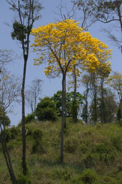 Sarı ve beyaz çiçeklerin dikey görüntüsü.