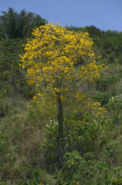 Ormanda sarı çiçekler