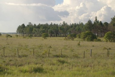 Bulutlu bir gökyüzünde çimen tarlasında güzel bir ağaç manzarası.