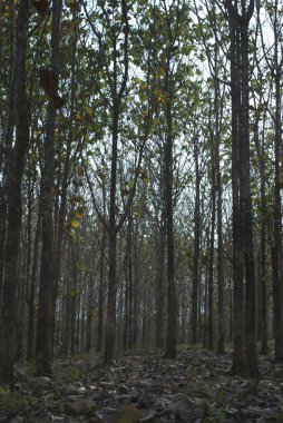 Ormanın güzel manzarası