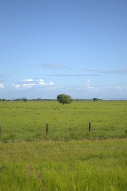 Yeşil çimenleri ve ağaçları olan güzel bir manzara.