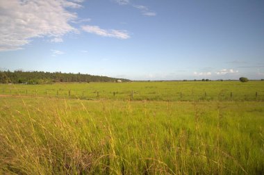 Çimen tarlası ve mavi gökyüzü olan güzel bir manzara.