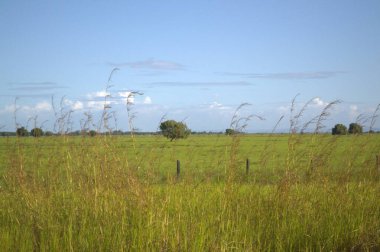 Kırsal kesimde, temiz gökyüzünün altında çimen manzarası.