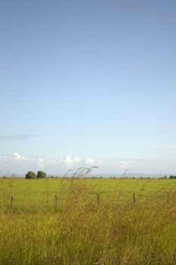 Buğday tarlası ve mavi gökyüzü olan güzel bir manzara.