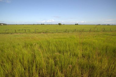 yeşil çimen ve gökyüzü