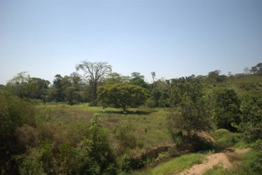 Dağlardaki bir ormanın manzarası