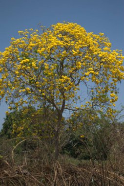 Güzel botanik fotoğrafı, doğal duvar kağıdı.