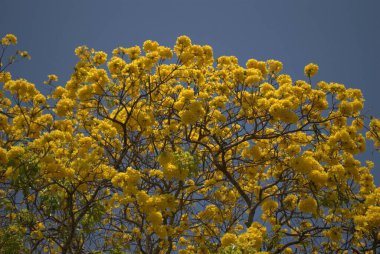 Bahçedeki güzel sarı çiçekler