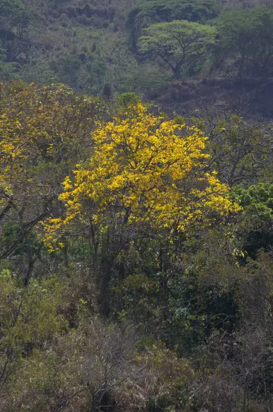 Ağaçlar ve ormanlarla dolu güzel bir manzara.